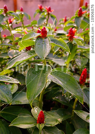 Costus Speciosus(Costus Speciosus) Costus Speciosus(Costus Speciosus) 18906876