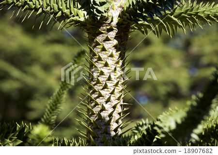Pinus thunbergii 18907682