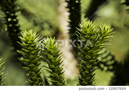 Pinus thunbergii Pinus thunbergii 18907684