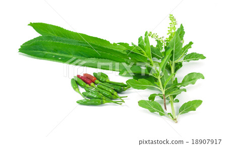 Bird chilli, basil, long coriander 18907917