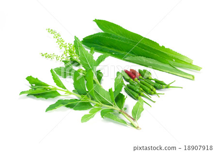 Bird chilli, basil, long coriander 18907918