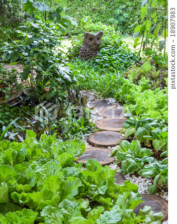 Vegetable garden with assortment vegetables Vegetable garden with assortment vegetables 18907983