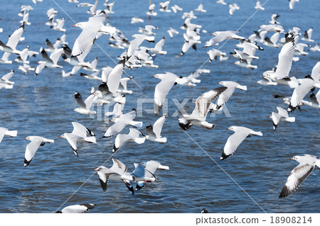 Group of seagulls 18908214