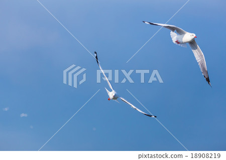 Two seagulls fly together 18908219