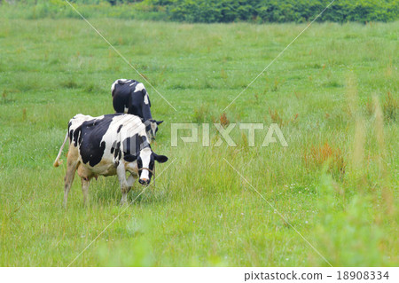 Dairy cattle grazing Dairy cattle grazing 18908334