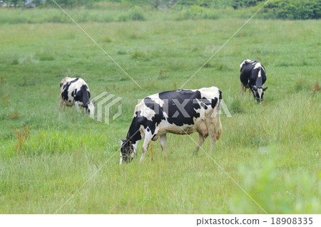 Dairy cattle grazing 18908335