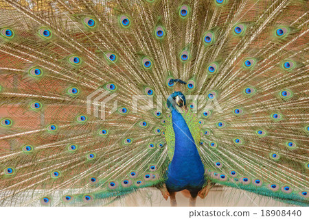Peacock 18908440
