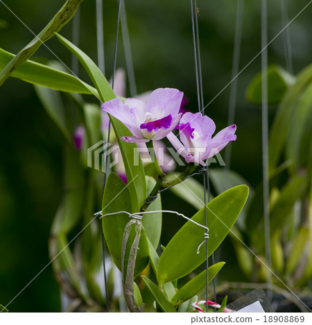 Purple orchid Purple orchid 18908869