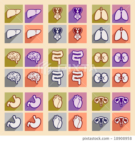 Icons of assembly internal organs in flat style 18908958