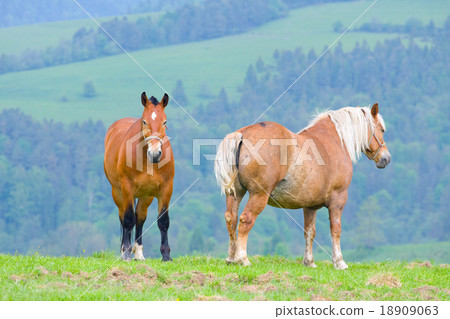 horses on pasture horses on pasture 18909063
