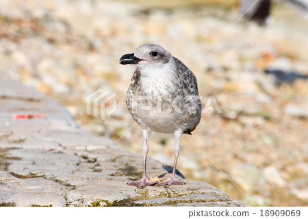 young gull 18909069