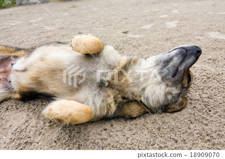 Friendly dog 18909070