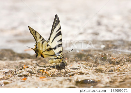 butterfly Swallowtail (Papilio machaon) 18909071