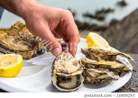 Male hand holding oysters 18909293
