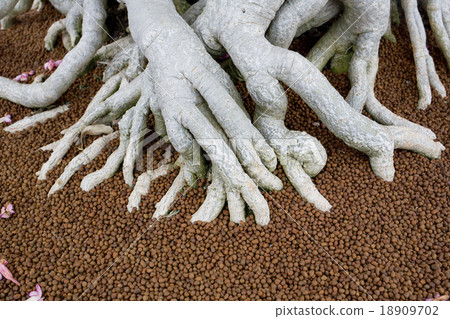 The big roots in fertiliser of Bonsai tree The big roots in fertiliser of Bonsai tree 18909702