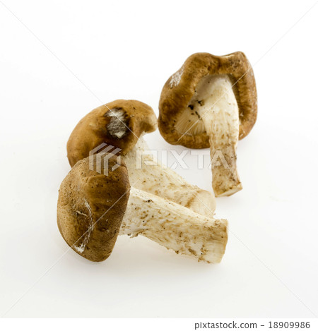 Dried Chinese mushroom on the White background Dried Chinese mushroom on the White background 18909986