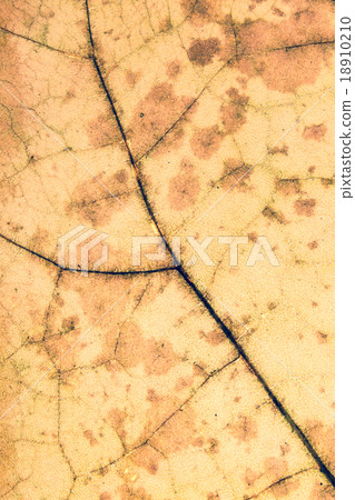 Colorful background of autumn leaf, vintage look Colorful background of autumn leaf, vintage look 18910210