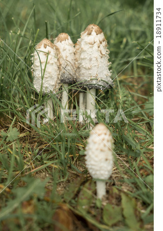 mushroom family 18911734