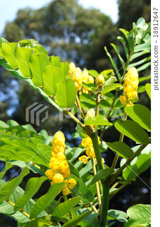 Flowering soon · Bud of Honeysenna Flowering soon · Bud of Honeysenna 18912647