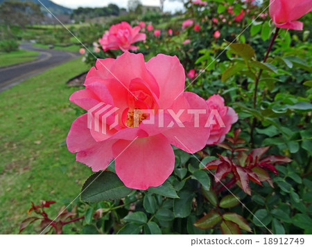 法國花園（玫瑰） 18912749