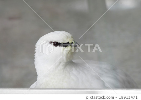 Svalbard Grouse Svalbard Grouse 18913471
