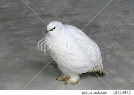 Svalbard Grouse Svalbard Grouse 18913473