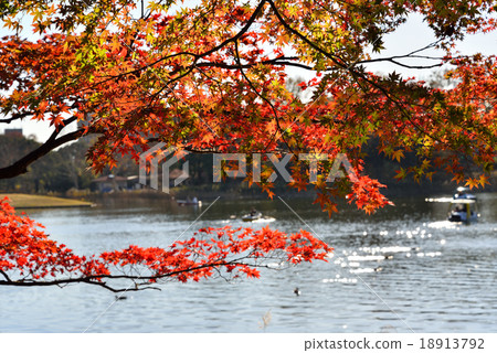 The autumn tint advancing trees and the light of the sun shining on the water surface The autumn tint advancing trees and the light of the sun shining on the water surface 18913792