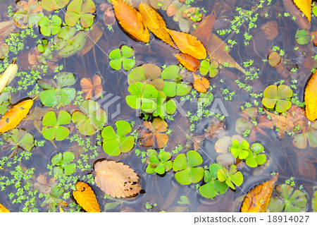 水三葉草組(季節:秋季)/日文名:Tadasuji Dendjoso 水三葉草組(季節:秋季)/日文名:Tadasuji Dendjoso 18914027