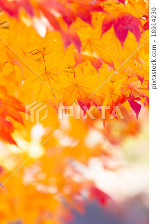 秋葉（蒼白的表情） 18914230