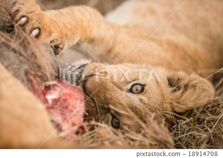 Eye focus shot of lion cub eating Eye focus shot of lion cub eating 18914708