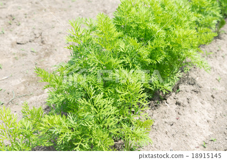 Carrots seedlings (field in May) 1 Carrots seedlings (field in May) 1 18915145