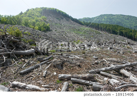 Forest logging Environmental destruction Global warming Forest logging Environmental destruction Global warming 18915406