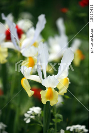 Iris Iris 18915451