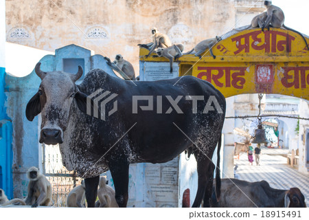 Cow and monkey of Indian Pushkar Ghat Cow and monkey of Indian Pushkar Ghat 18915491