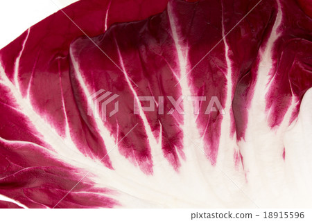 Radicio：Radicchio 18915596