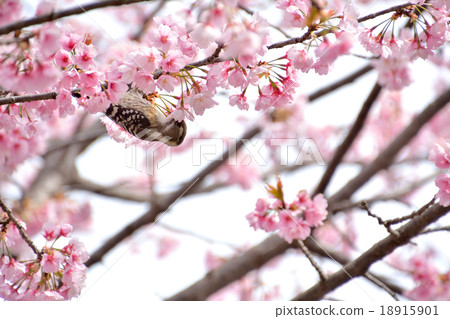 Kogera in Atami cold cherry tree Kogera in Atami cold cherry tree 18915901