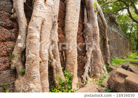 Big tree roots at Preah Khan temple, Siem Reap Big tree roots at Preah Khan temple, Siem Reap 18916030