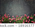 Pink roses in front of old vintage black wall 18916377