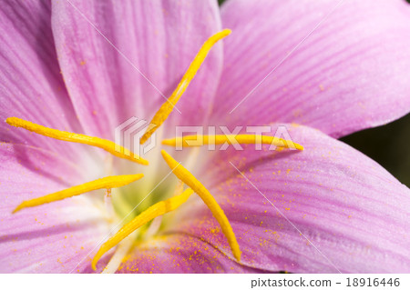 Saffron flowering flowers 18916446