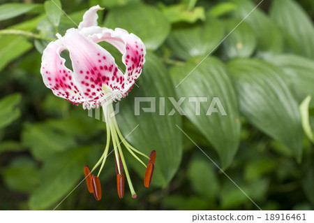 百合花百合花 18916461