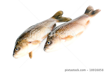 fish Crucian fish Crucian 18916858