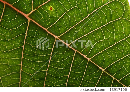 green leaf texture background of poinsettia 18917106