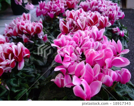 Cyclamen 18917343