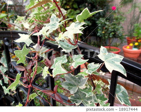 Ivy of a vine plant associated with a gate 18917444