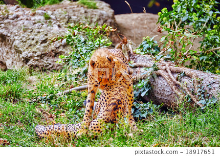 Couple of Cheetah play (Acinonyx jubatus) Couple of Cheetah play (Acinonyx jubatus) 18917651
