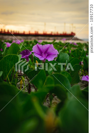 Ipomoea on a beach or Beach Morning Glory Ipomoea on a beach or Beach Morning Glory 18917710
