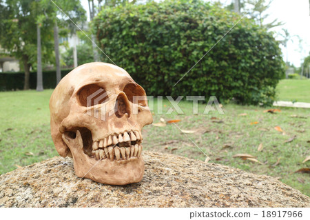 zombie skull rising out from the ground 18917966