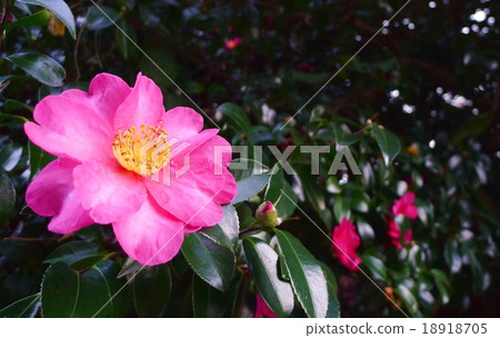 盛開的山茶花 盛開的山茶花 18918705