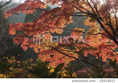 Autumn leaves of Maruyama Park, Kyoto 18918811