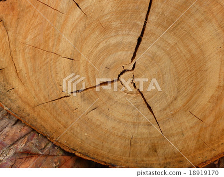 櫻桃樹和年輪,切開裂縫 櫻桃樹和年輪,切開裂縫 18919170